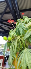 Jatropha multifida