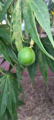 Jatropha multifida