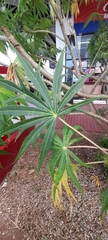 Jatropha multifida