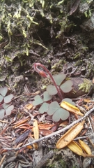 Oxalis imbricata