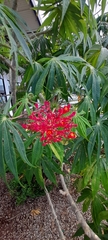 Jatropha multifida