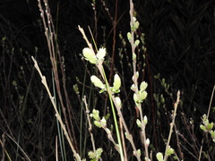 Salix repens argentea