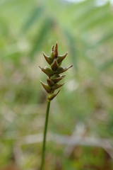 Carex micropoda