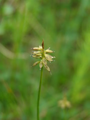 Carex micropoda