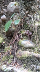 Oxalis imbricata
