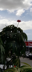 Jatropha multifida