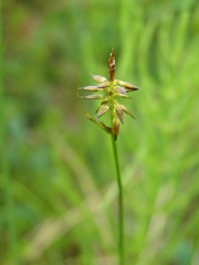 Carex micropoda