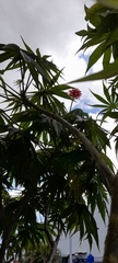 Jatropha multifida