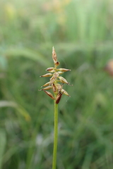 Carex micropoda