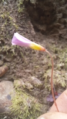 Oxalis imbricata