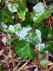 Hedera helix