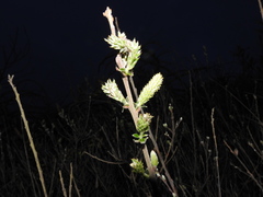 Salix repens argentea