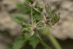 Erodium chium