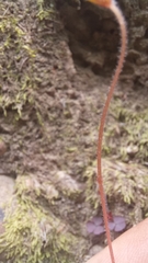Oxalis imbricata
