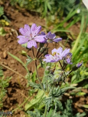 Geranium libanoticum