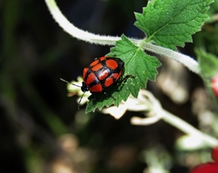 Stiretrus decastigmus