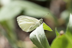 Pieris marginalis