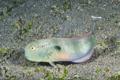 Iniistius pentadactylus (Linnaeus, 1758)