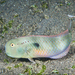 Iniistius pentadactylus - Photo 由 Jean-Paul Cassez 所上傳的 (c) Jean-Paul Cassez，保留部份權利CC BY-NC