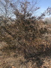 Juniperus virginiana