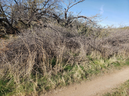 Sonoran scrub oak