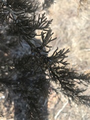 Juniperus virginiana