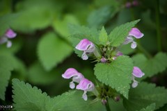 Lamium garganicum striatum