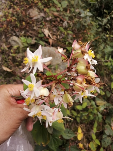 Begonia meridensis, photograph 3