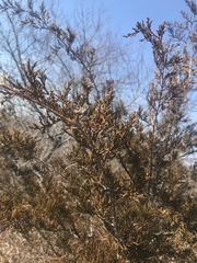 Juniperus virginiana
