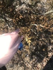 Juniperus virginiana