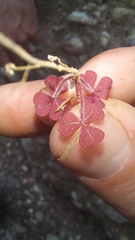 Oxalis imbricata