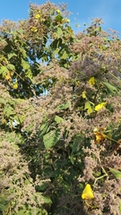 Heliocarpus