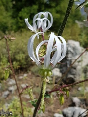 Michauxia campanuloides