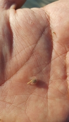 Heliocarpus