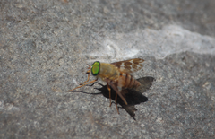 Palassomyia fascipennis