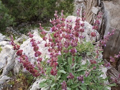 Salvia multicaulis