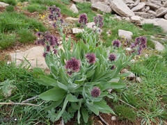 Solenanthus stamineus