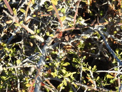 Castela peninsularis