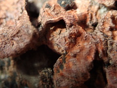 Nectriopsis rubefaciens