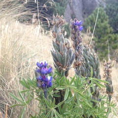 Lupinus aschenbornii
