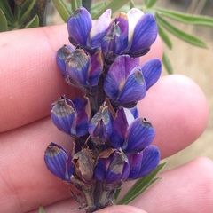 Lupinus aschenbornii