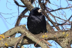 Corvus frugilegus