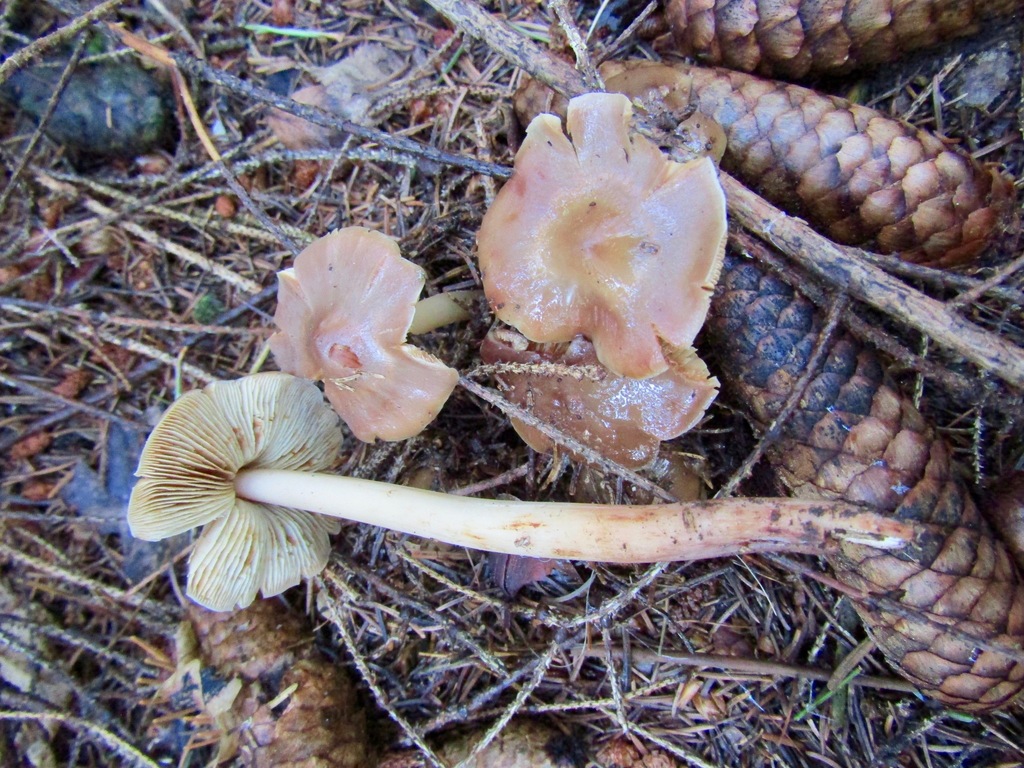 russet rootshank
