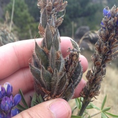 Lupinus aschenbornii