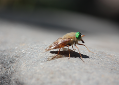 Palassomyia fascipennis