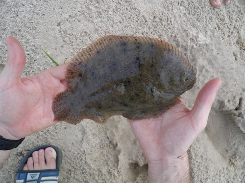 Amazon sole (Hypoclinemus mentalis) — Achiridae — 5