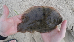 Hypoclinemus mentalis