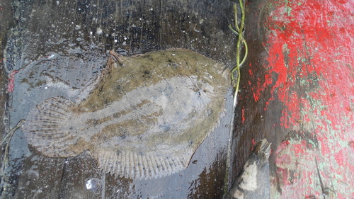 Peruvian Freshwater Sole