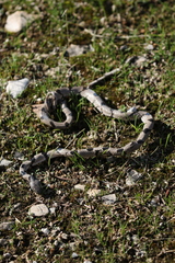 Telescopus fallax syriacus