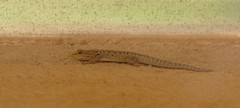 Lygodactylus incognitus